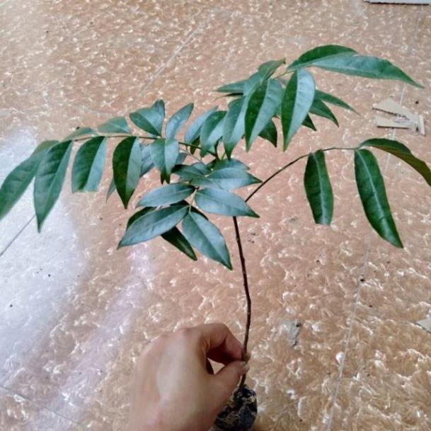 COMBO 2 CÂY GIỐNG MÓC MẬT - CÂY LÀM GIA VỊ CỦA VÙNG NÚI