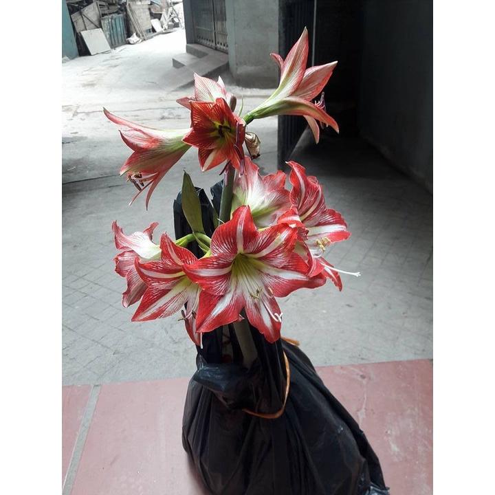 Bộ 2 củ hoa huệ tây - 1 củ hoa đỏ nhung và 1 củ hoa hồng đào