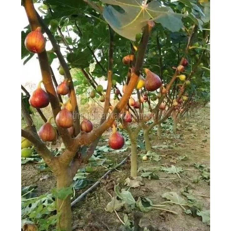 Cây giống Sung Mỹ. .