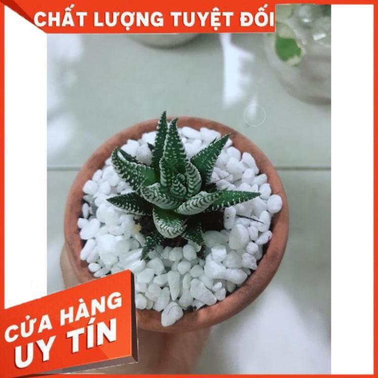 Combo hai chậu sen đá Nhiều Người Mua