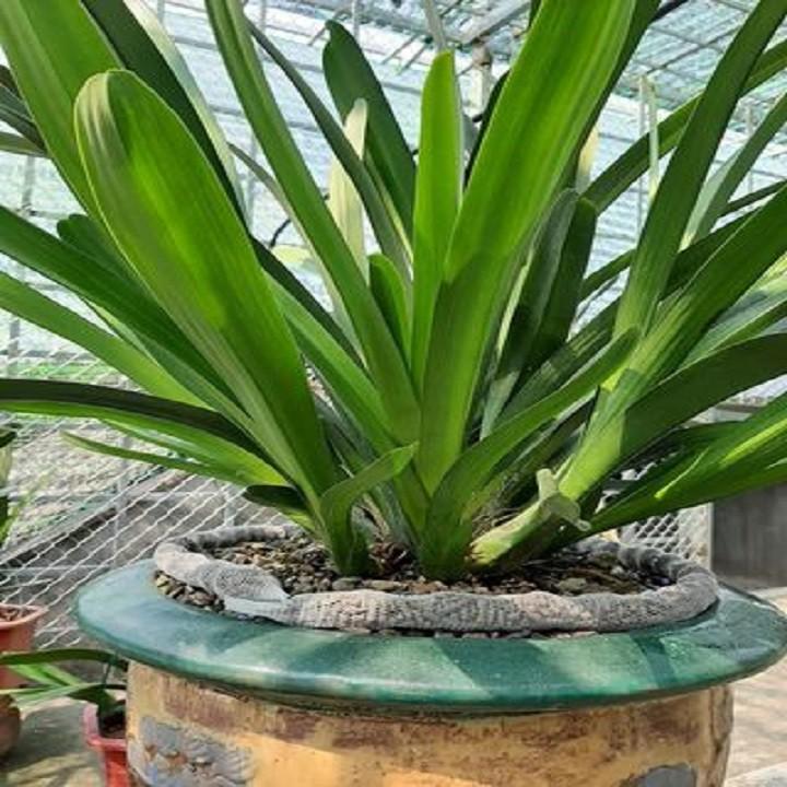 Hoa phong lan kiếm vàng +Tặng 2 cây chanh leo