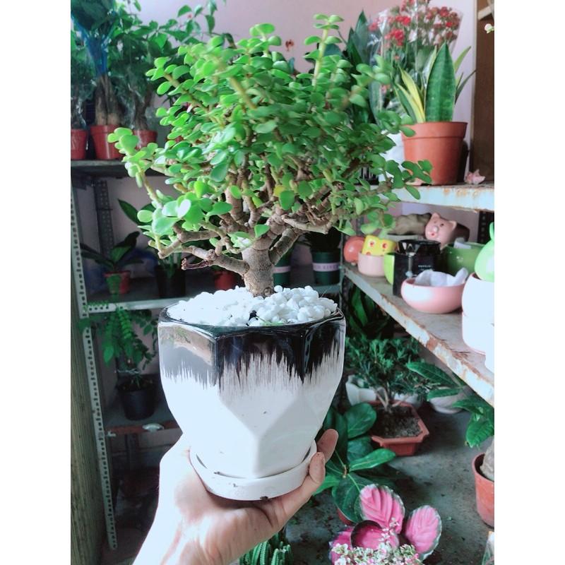 Chậu Cây Cành Vàng Lá Ngọc