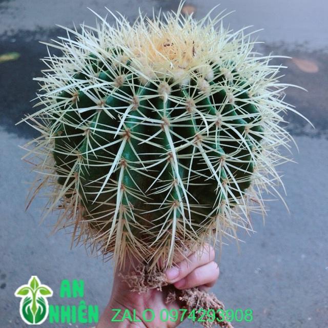 Xương Rồng Kim Hổ Lớn