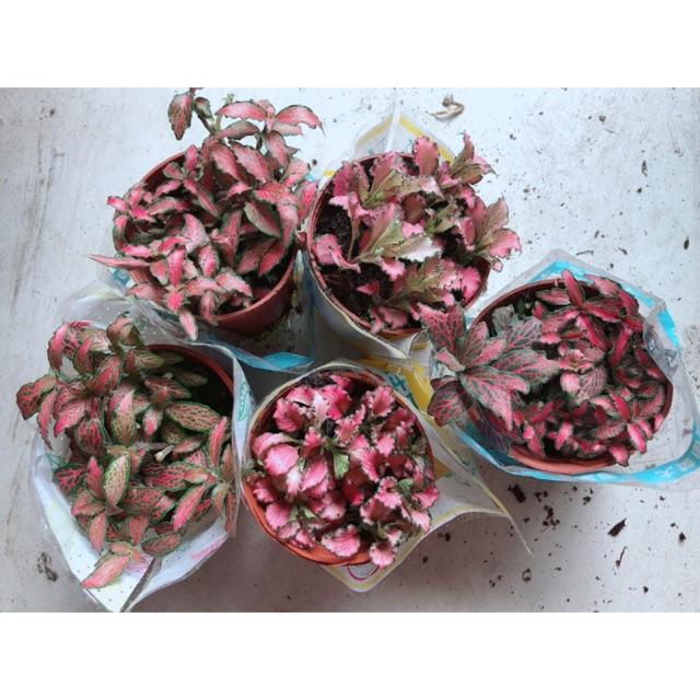 Cẩm Nhung Đỏ 35k/c