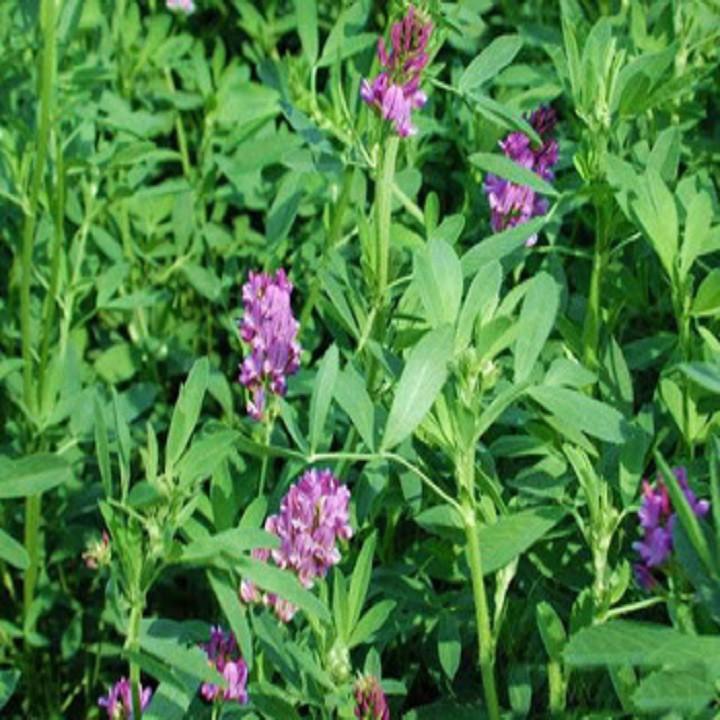 Hạt cỏ chăn nuôi ALFALFA Linh Lăng - Cỏ Họ Đậu