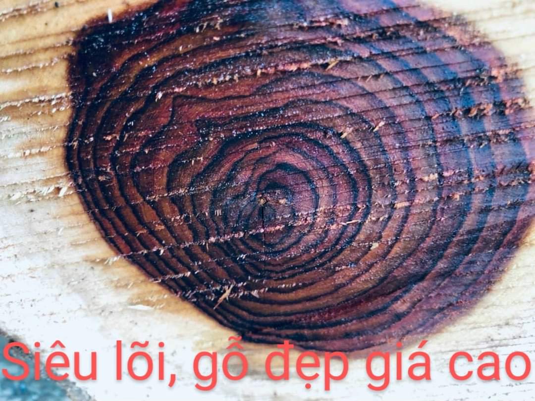 Combo 10 Cây Sưa Đỏ Cao 40Cm