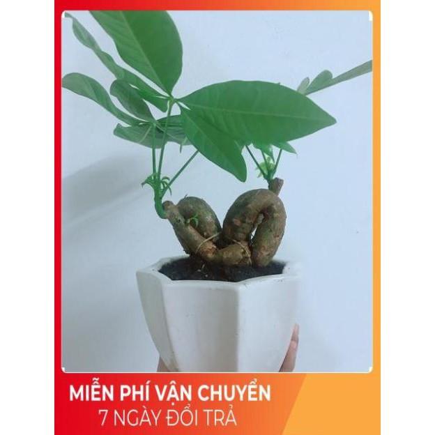 Chậu Kim Ngân Nơ