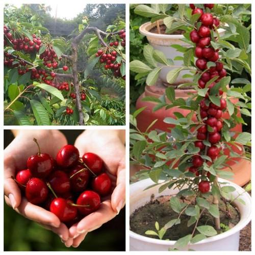 CÂY GIỐNG CHERRY BRAZIL CHỊU NHIỆT,QUẢ TO ĐỎ MỌNG CAM KẾT CHUẨN GIỐNG F1 - CGCRQD