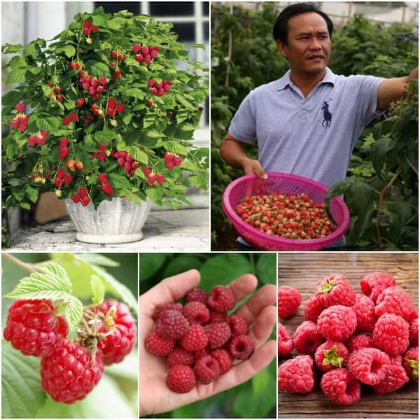 Hạt giống cây ăn trái mâm xôi đỏ-Gói 30 hạt/tặng kèm gói phân bón lót