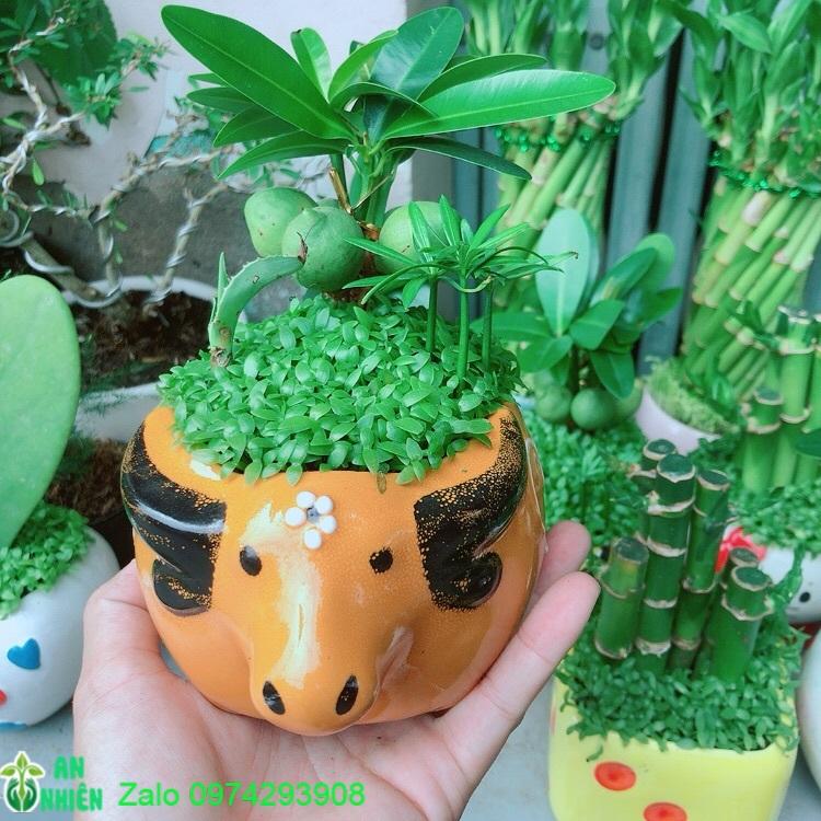 Chậu Cây May Mắn Tài Lộc