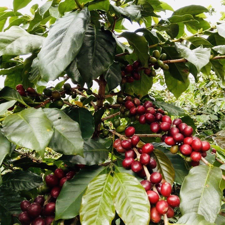 Hộp Quà Cà Phê Cầu Đất Dalat Farm - Arabica - Robusta - Phin (Dạng bột)