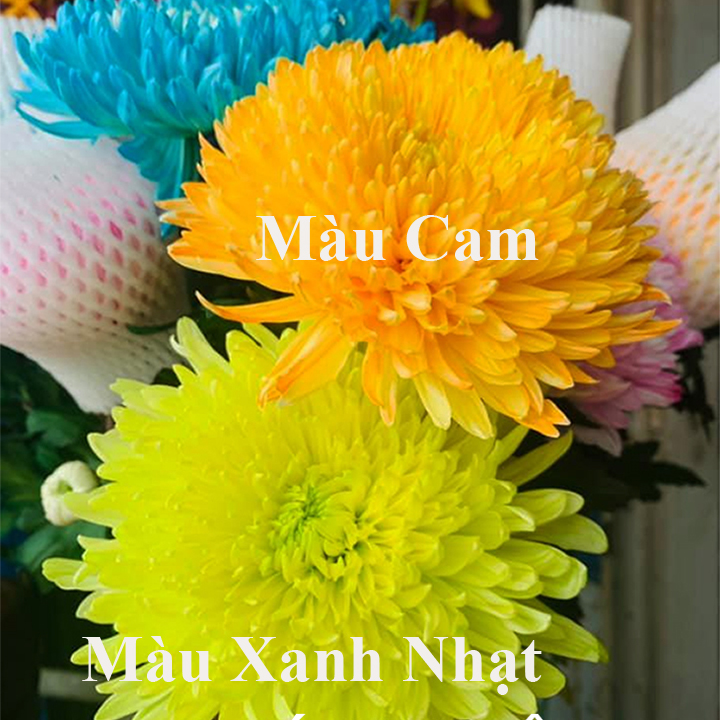 Nước Màu Nhuộm Hoa Tươi Màu Cam Israel Color Sodium For Fresh Flowers