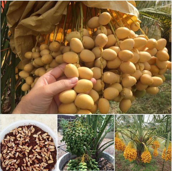 Hạt giống cây ăn trái chà là f1-gói 5 hạt-tặng kèm gói kích mầm