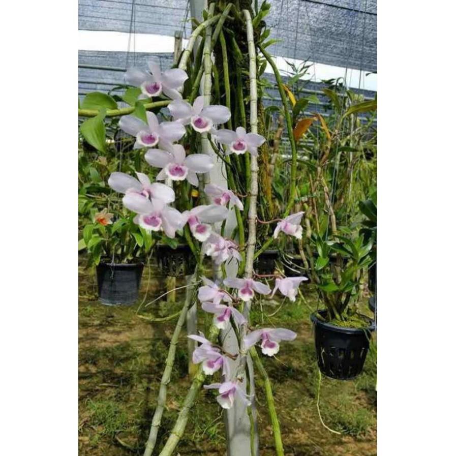 Trầm blue lai trầm 5ct