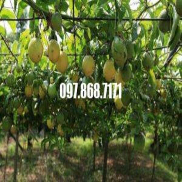 Cây CHANH LEO VÀNG NGỌT ĐÀI LOAN
