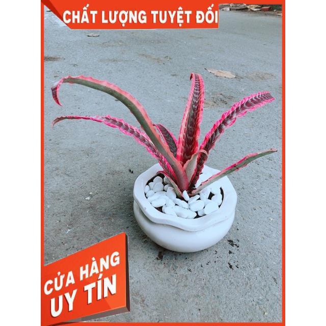 Chậu Cây Dứa Nữ Hoàng