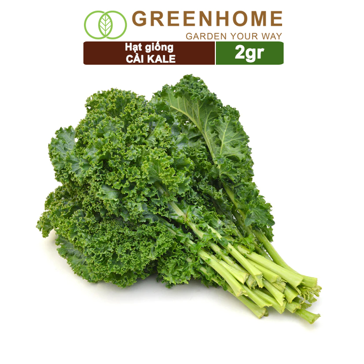 Hạt giống Cải xoăn Kale Greenhome, 2gr, dễ trồng, giàu dinh dưỡng R16