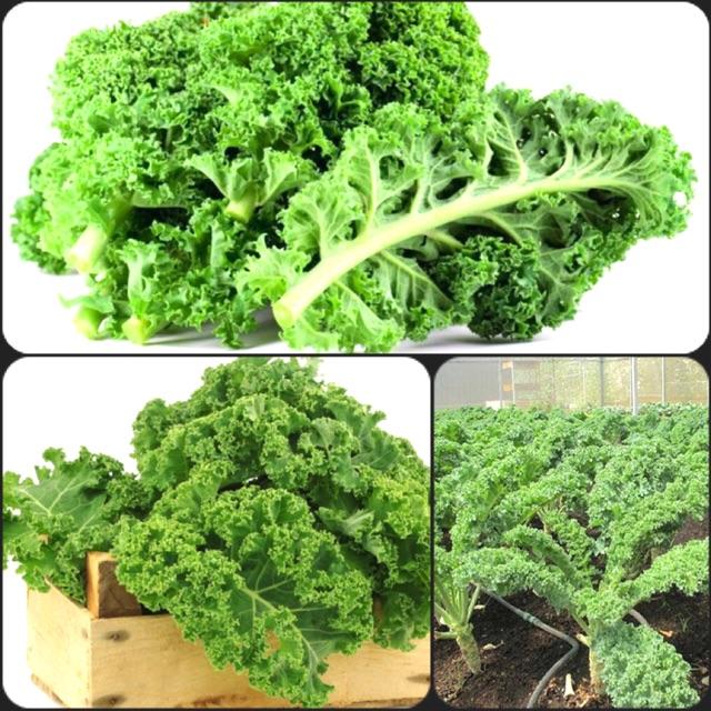 Hạt giống cải kale, cải lá xoăn hay cải xoăn xanh