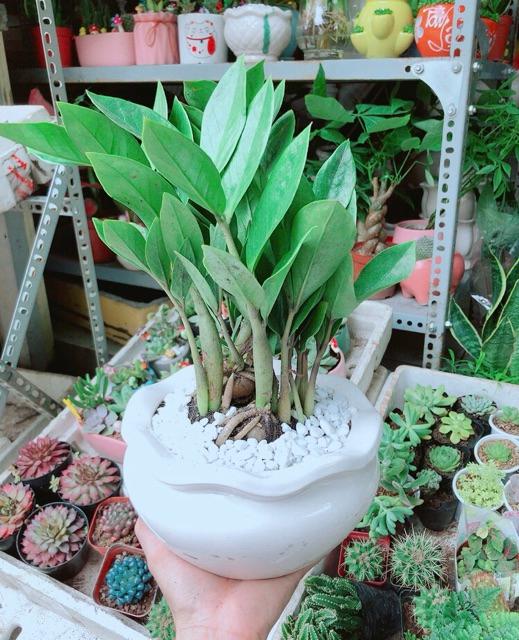 Chậu Kim Phát Tài