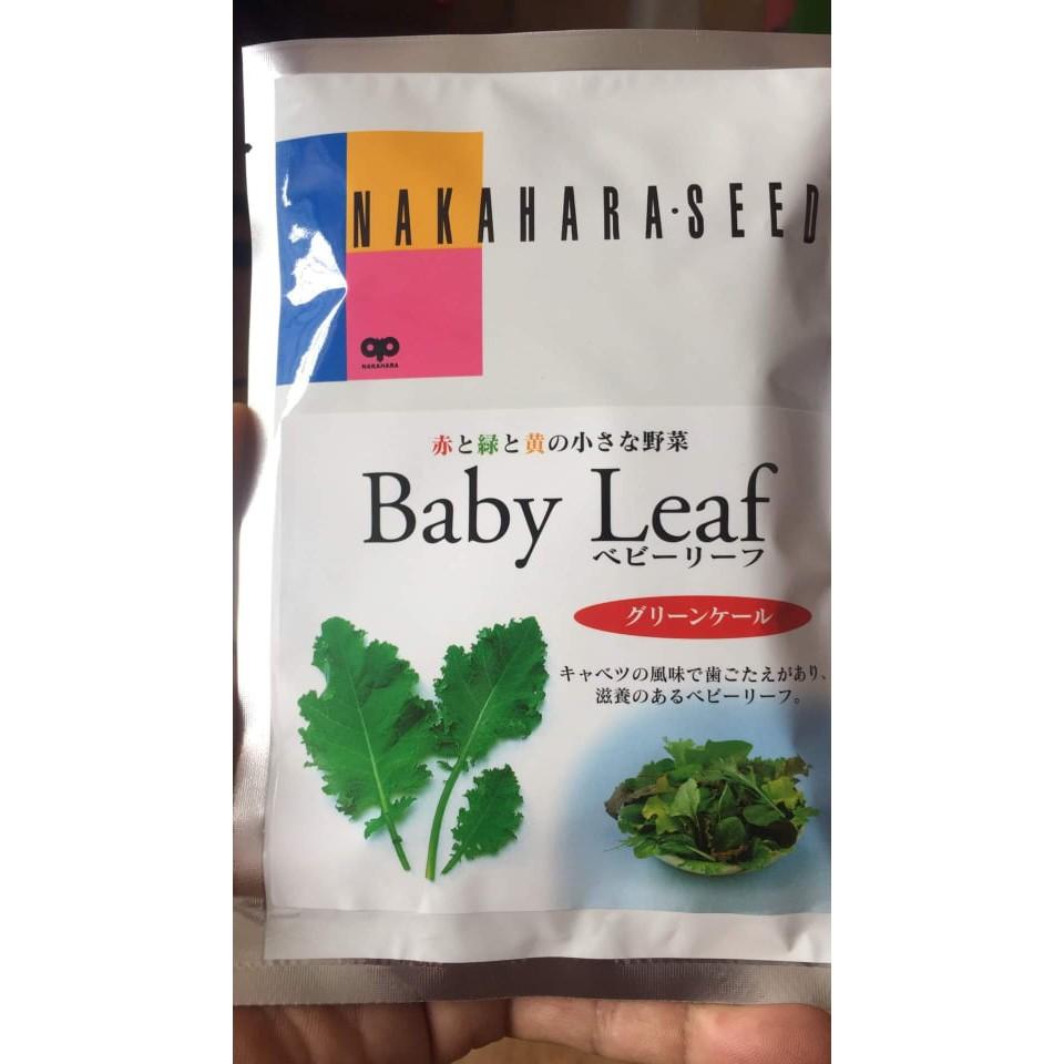 Hạt giống cải KALE XANH BABY LEAF - Nhật Bản