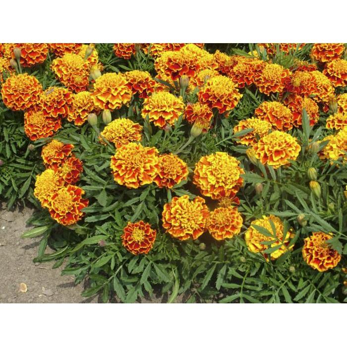 Gói 30 hạt giống hoa Cúc Vạn Thọ Ban Mai Nữ Hoàng Sophia