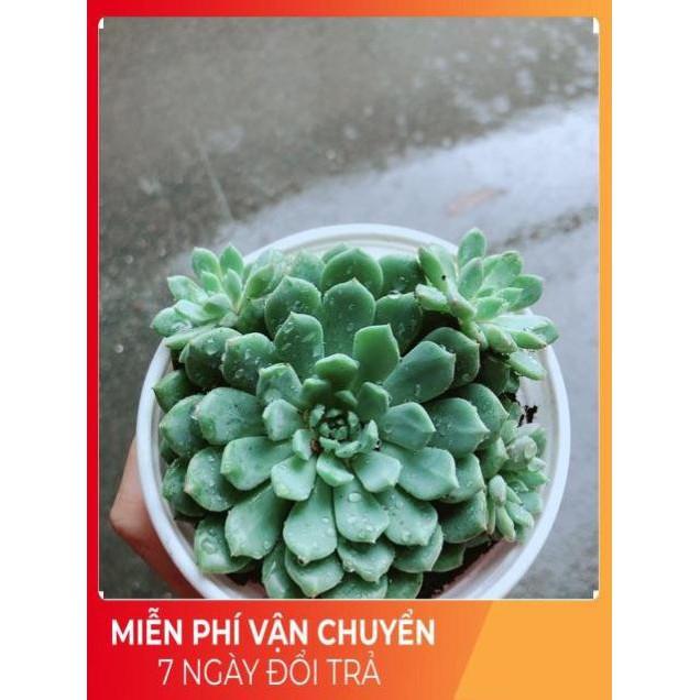 Sen Đá Size Trung 45k