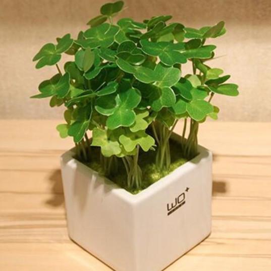 Gói 50 hạt giống cỏ ba lá siêu xinh dễ trồng