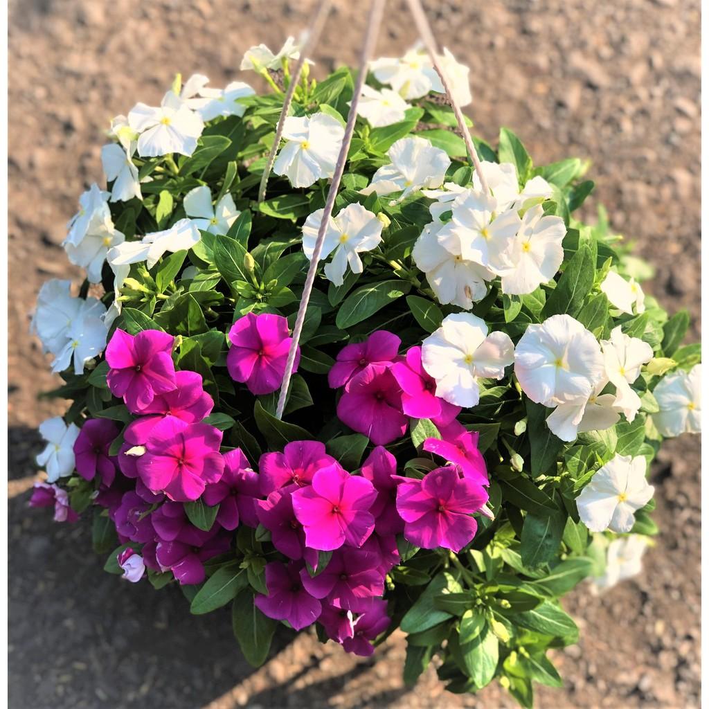 Chậu treo dừa cạn siêu bông DC 1