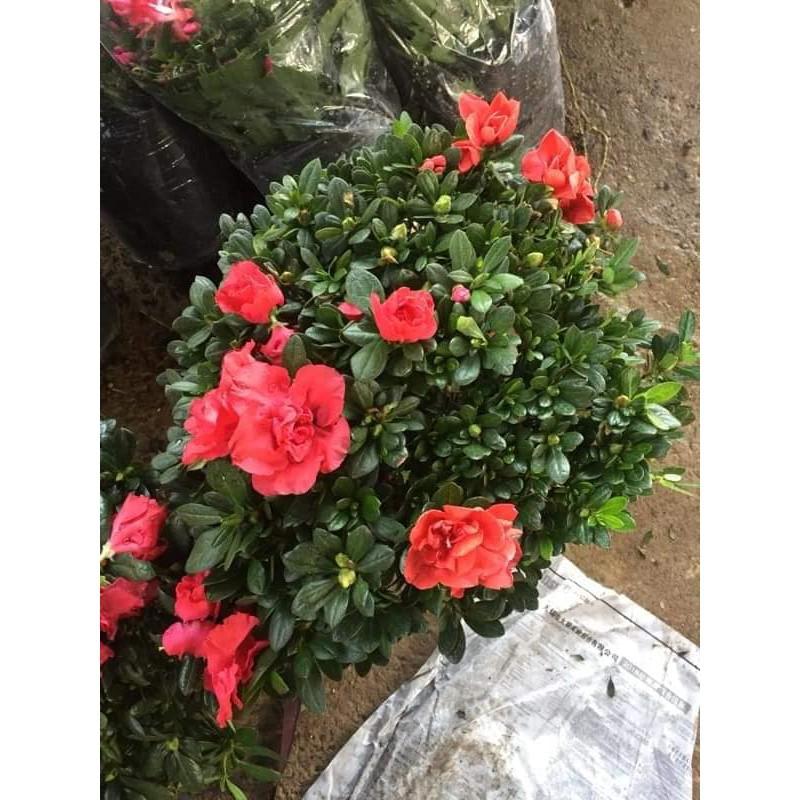 Sản phẩm CÂY HOA ĐỖ QUYÊN 1 cốt hoa to rực rỡ, để bàn quá đẹp luôn ạ