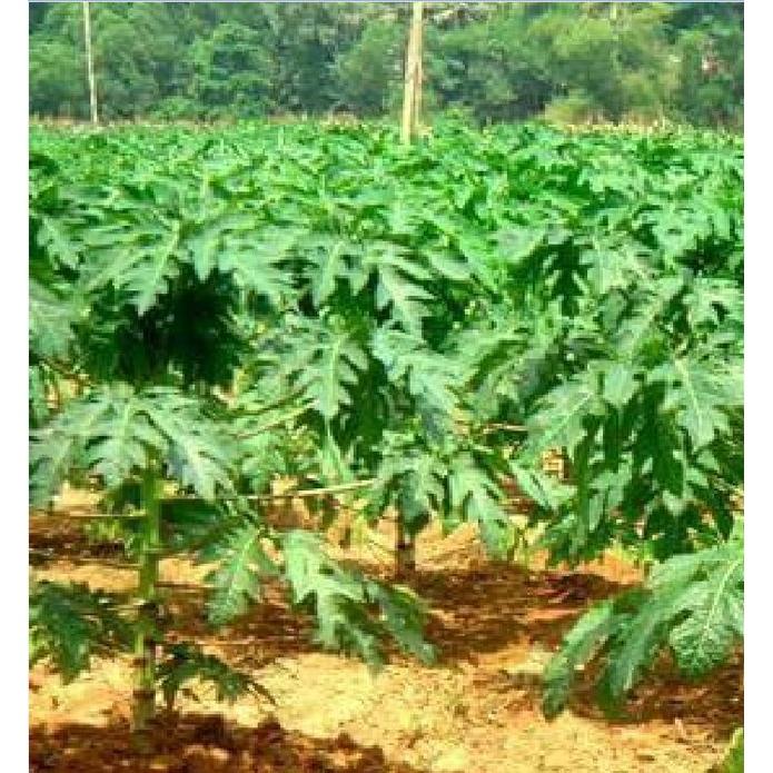 Combo 5 gói Hạt giống đu đủ da xanh lùn siêu trái - Gói 10 hạt-tặng kèm gói phân bón lót