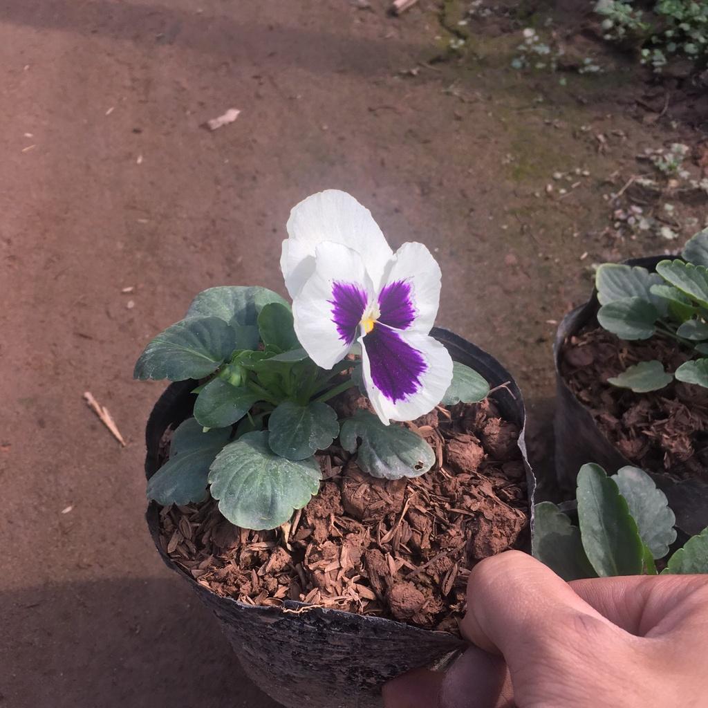 Cây Hoa Pansy Trồng Sẵn Bầu Đen,Màu Sắc Bắt Mắt