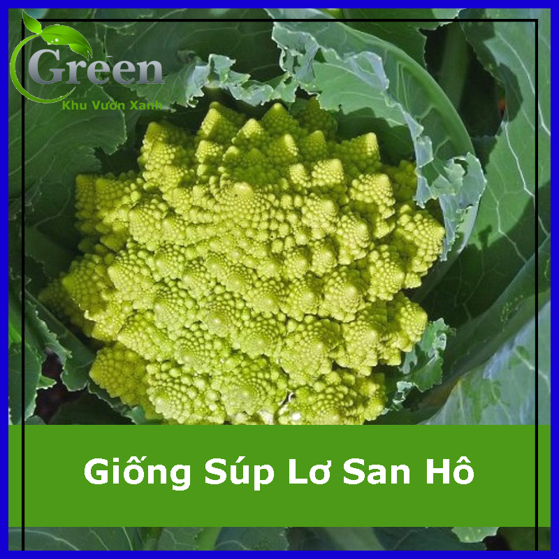 Hạt Giống Súp Lơ San Hô