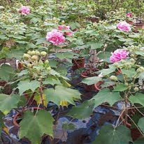 CÂY PHÙ DUNG, CÂY GIỐNG GỬI ĐI NGUYÊN BẦU ĐẢM BẢO CHẤT LƯỢNG