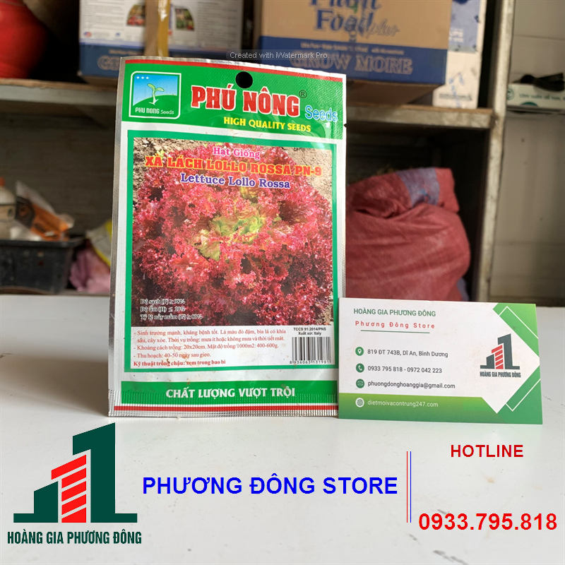 Combo 5-10 gói hạt giống rau Xà lách tím Lollo Rossa chịu nhiệt , năng suất cao, kháng bệnh tốt