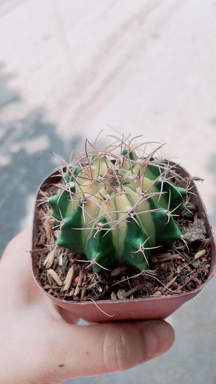 Xương Rồng Hàng Đẹp