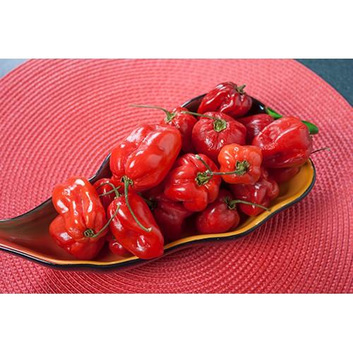 Hạt giống Ớt Siêu Cay Habanero Đỏ Mỹ