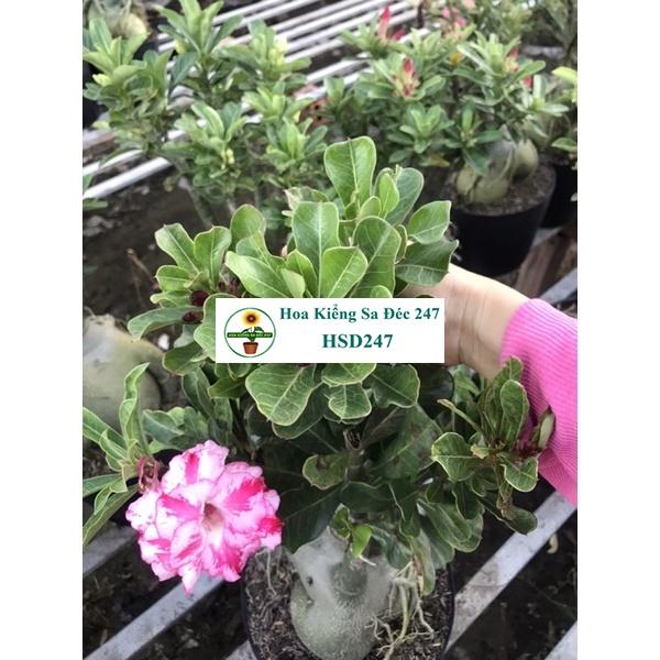 Hoa sứ trắng Loan Hồng - Tặng phân bón