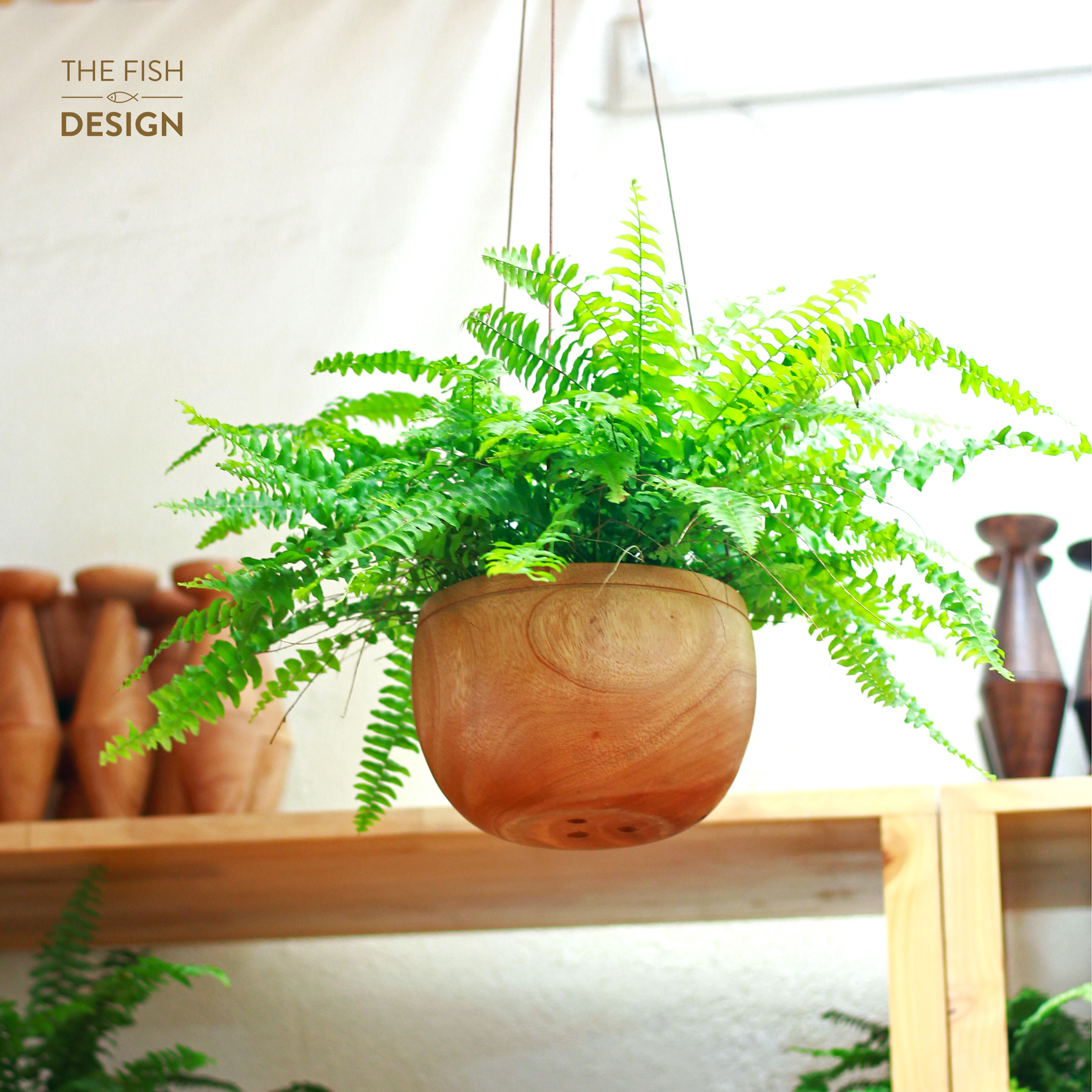 Chậu cây Dương xỉ bông, thanh lọc không khí mang lại may mắn cho người mệnh Mộc | The Fish Design | Size LS