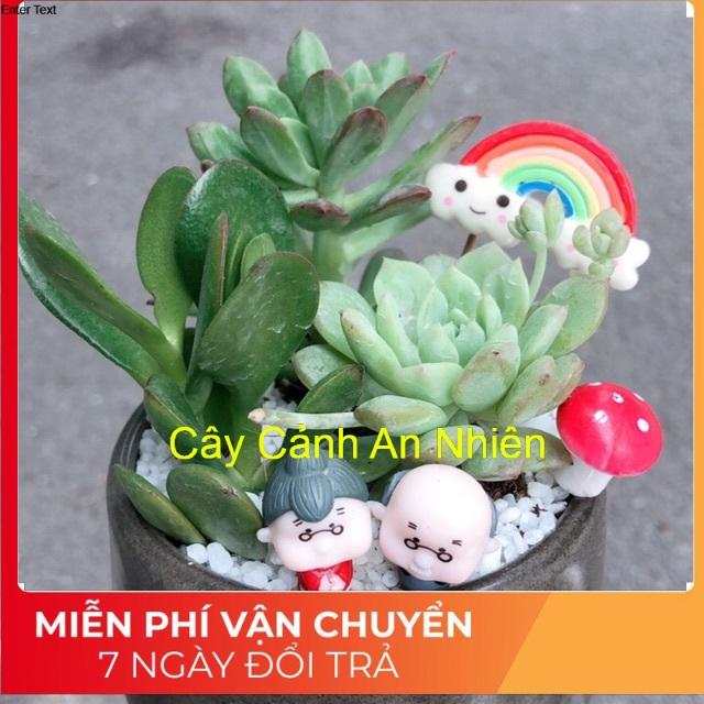 Chậu sen đá tiểu cảnh