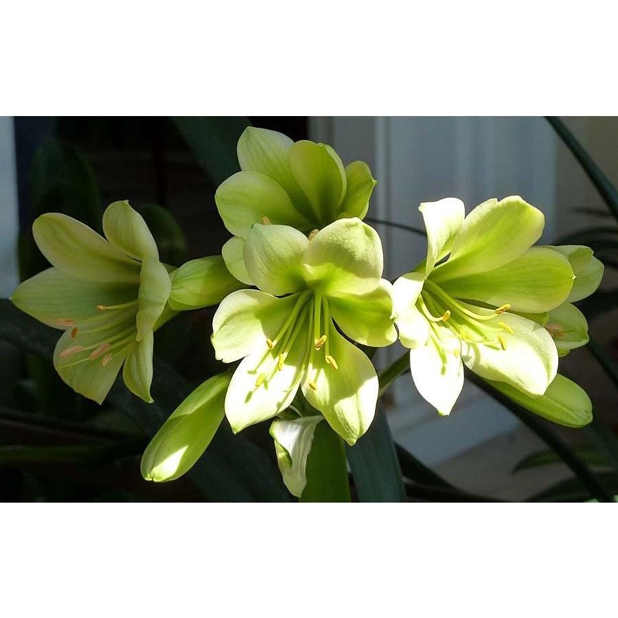 Cây Lan Quân Tử GỬI NGUYÊN CẢ CHẬU CẢ BẦU , HOA CHUẨN TẾT NGUYÊN ĐÁN - LQTC