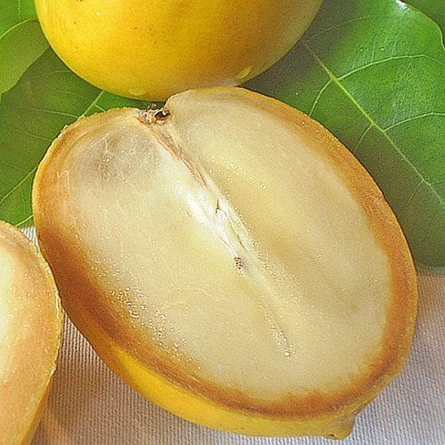 Giống Vú Sữa Hoàng Kim