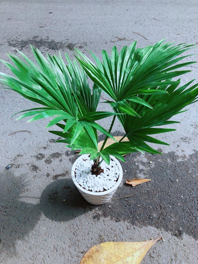 Chậu Cây Cọ Kiểng