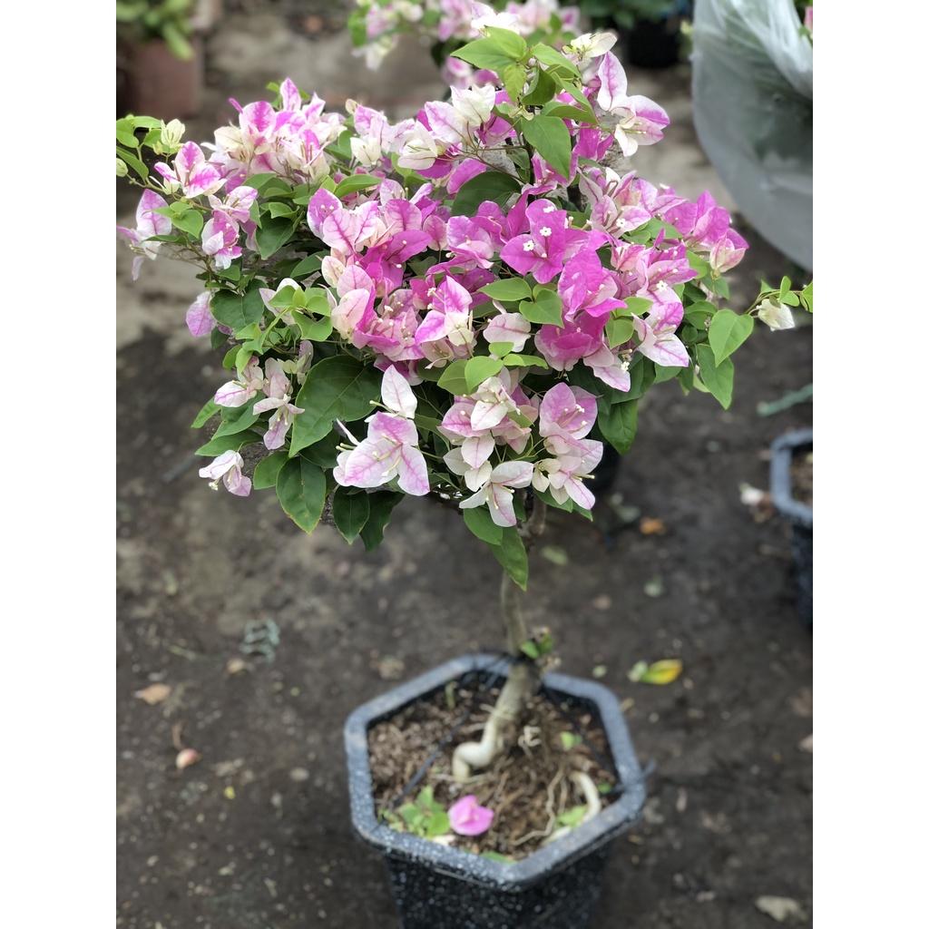 Chậu hoa giấy Sakura chỉ giao tại TP. Hồ Chí Minh