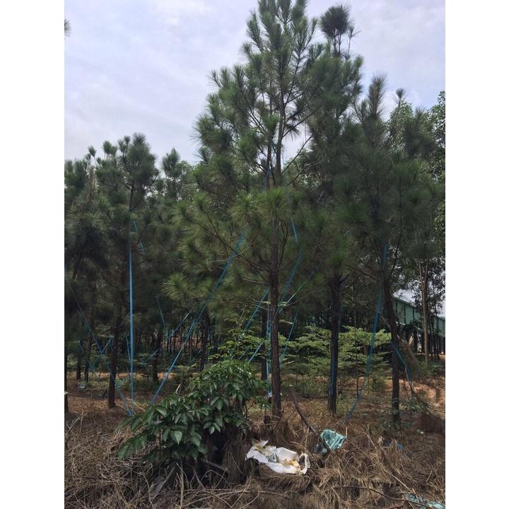 CÂY GIỐNG THÔNG NOEL  frEEship Extra + hoàn xu Extra + ]