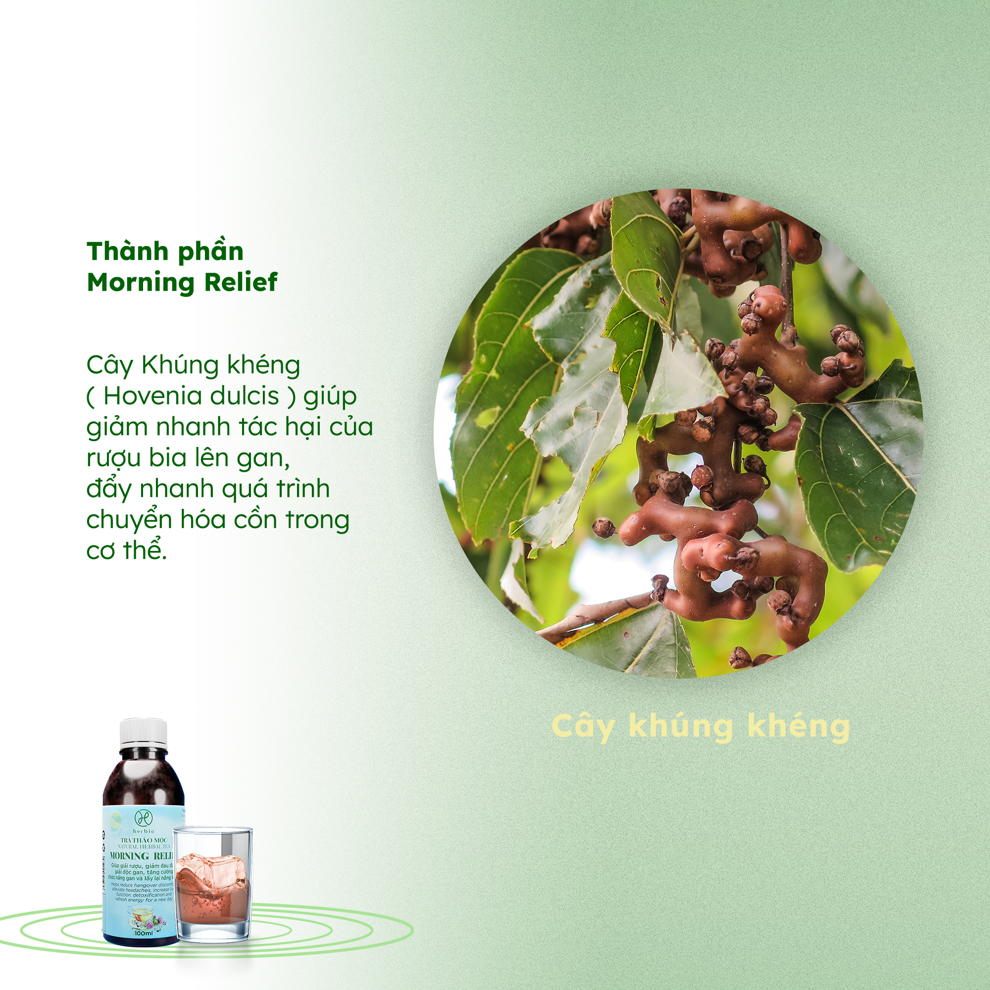 TRÀ THẢO MỘC GIẢI RƯỢU BỔ GAN HERBIO MORNING RELIEF - xóa tan cảm giác mệt mỏi, đau đầu sau khi dùng rượu bia, giảm tác hại của rượu bia lên gan, lấy lại năng lượng cho cơ thể - CHAI 100ML