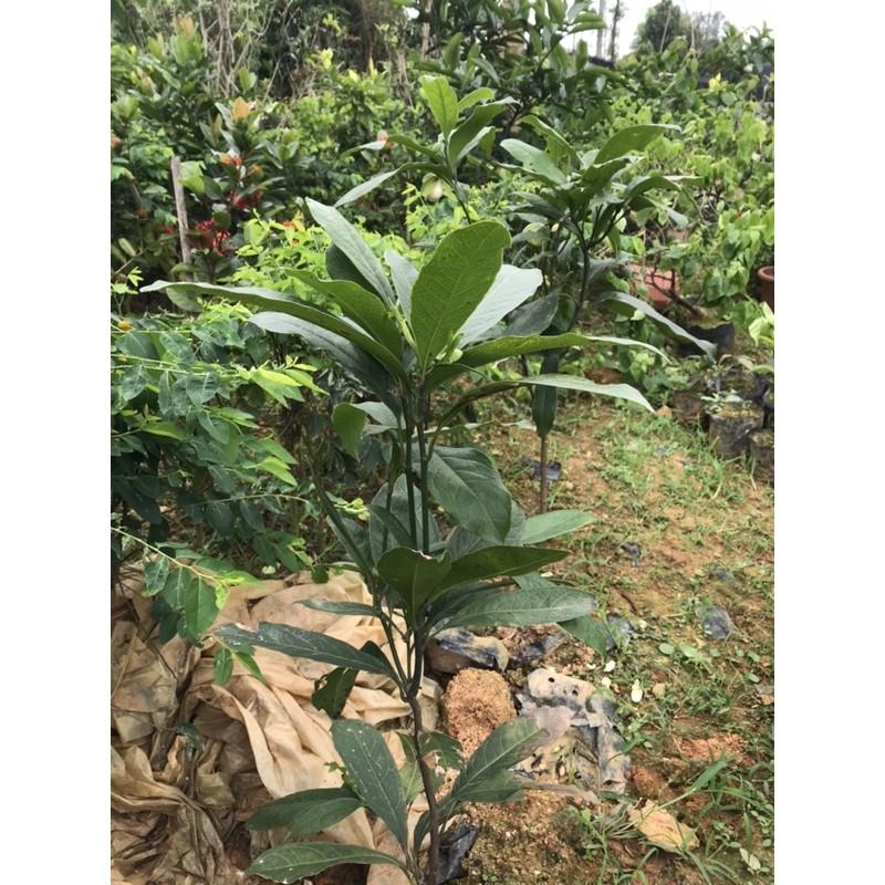 Cây ngọc lan cao 80cm