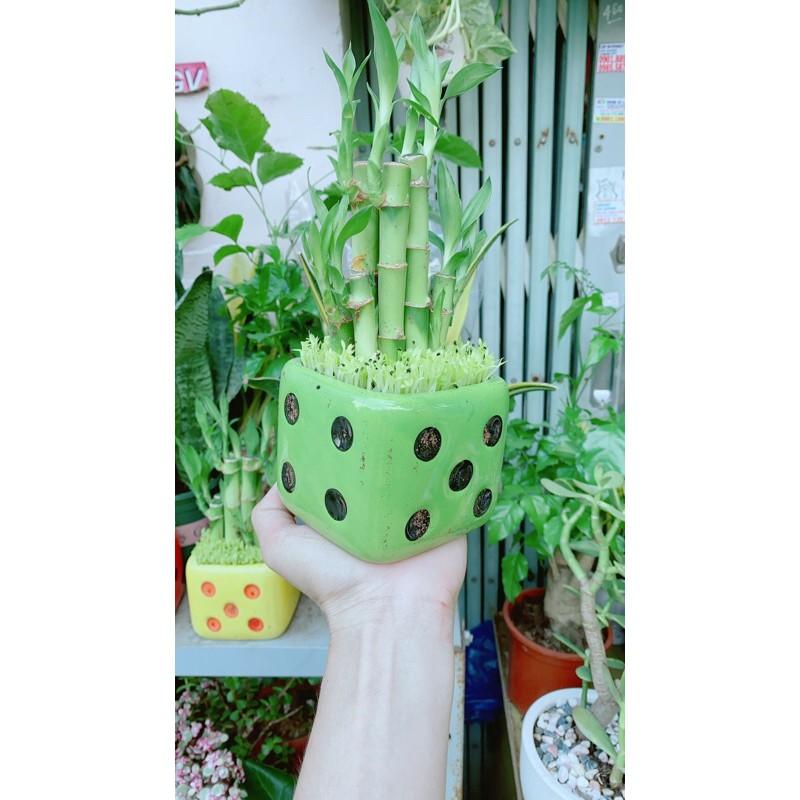 Chậu Trúc Phát Tài Chậu Xúc Xắc