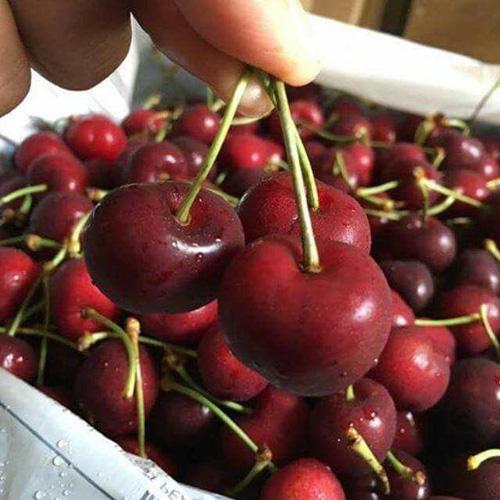 Cây cherry, giống cây cherry sắp quả, gửi nguyên bầu