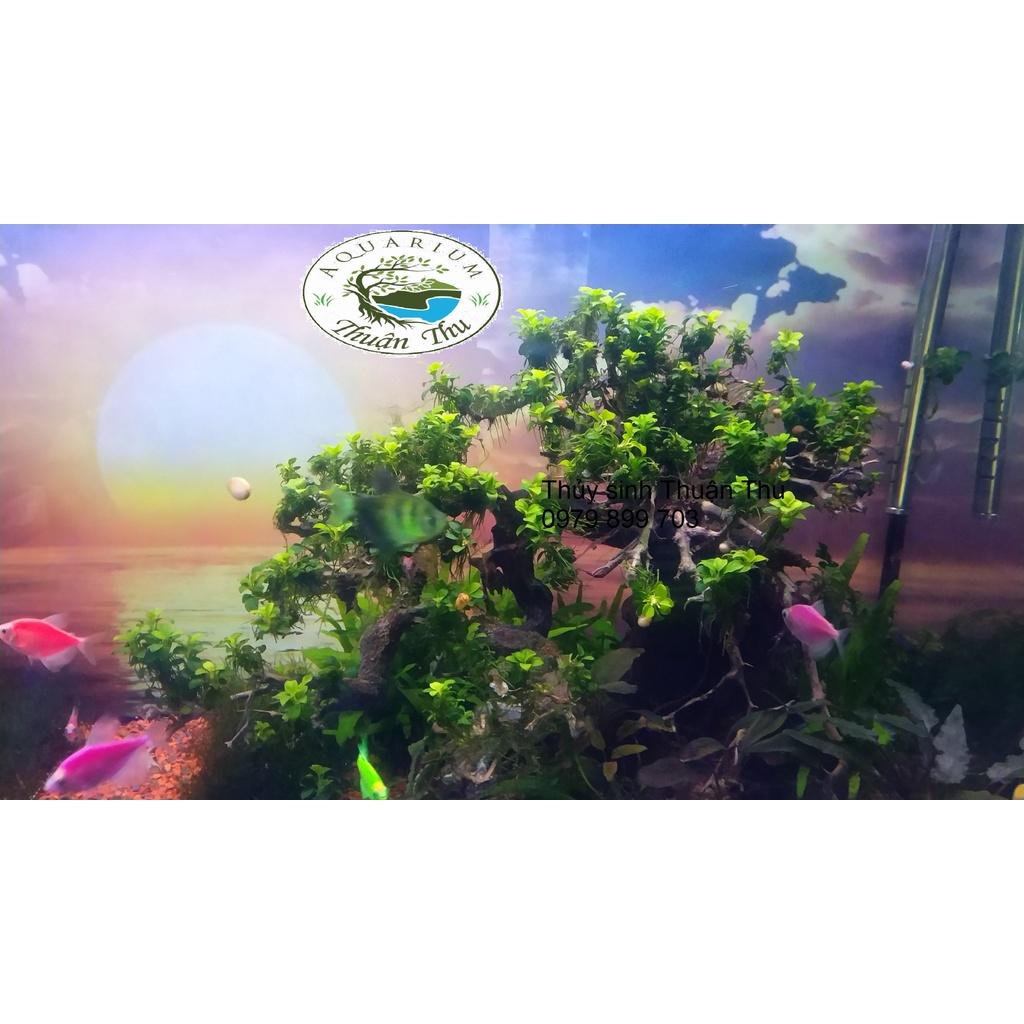 Ráy nana petite full lá nước dễ trồng trang trí bonsai bể thủy sinh siêu đẹp