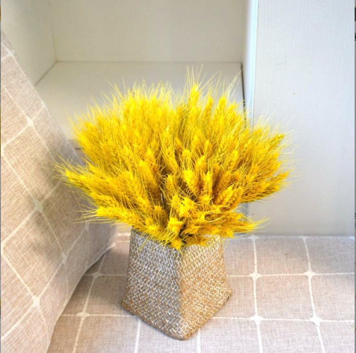 Bông lúa mạch vàng trang trí hoa khô decor phụ kiện chụp ảnh xinh xắn